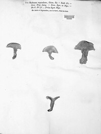 Hydnum repandum image